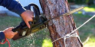 Trusted Bloomfield Hills, MI Tree Services Experts