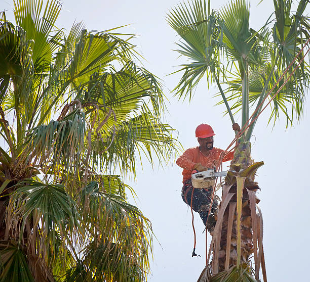 How Our Tree Care Process Works  in  Bloomfield Hills, MI